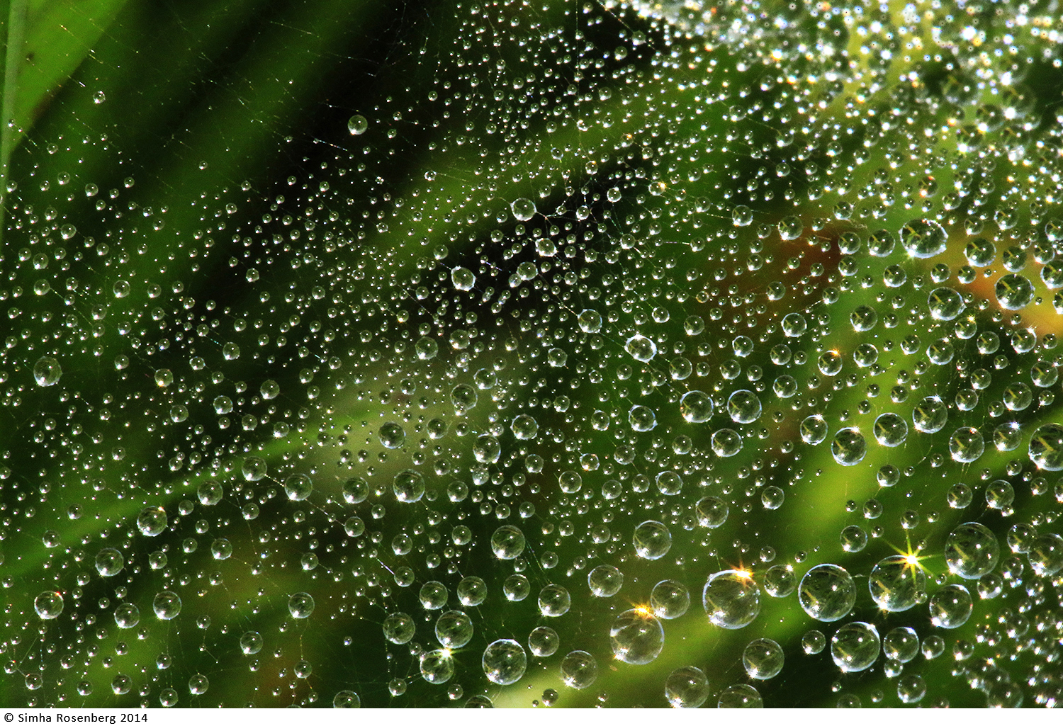 This photo of a dew spangled web symbolizes how dazzling nonprofit websites can be when they have a clear structure and smart design.