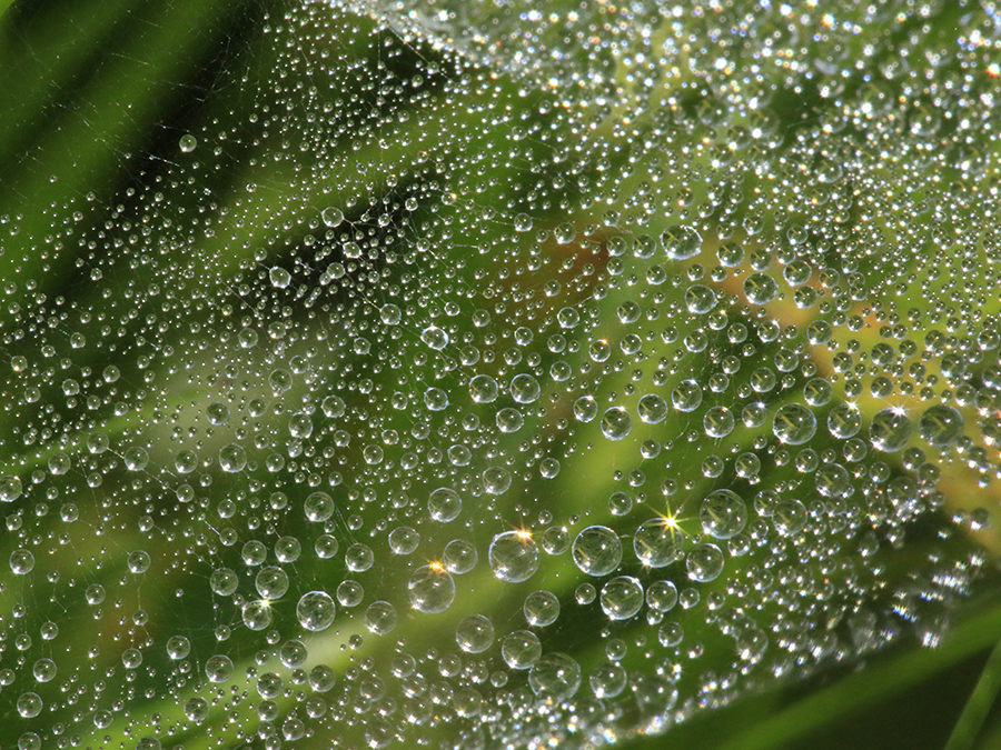 Dew spangled web as metaphor for nonprofit website makeover