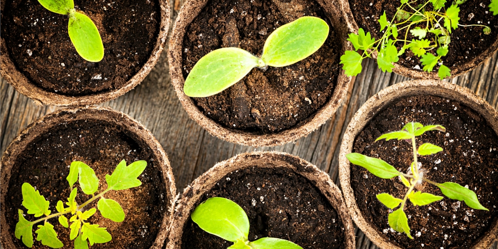 Photo of healthy seedlings depicts the value of the nonprofit lead nurturing tool.