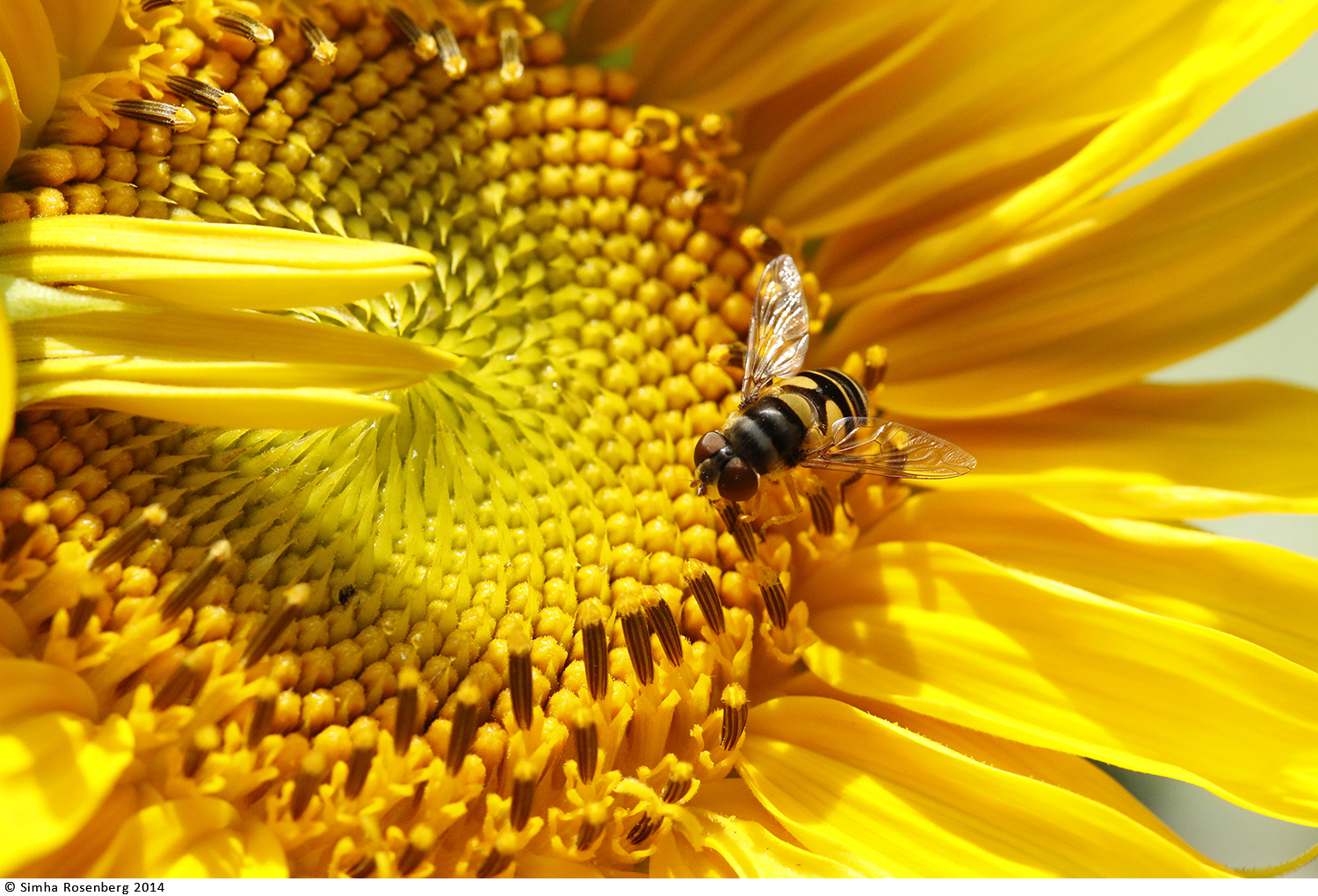 Bee intently pollinating a deep yellow sunflower illustrates the role of nonprofit communications in helping a organizations thrive.